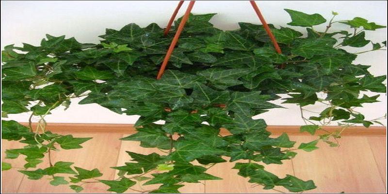 阳台爬藤植物风水_爬藤植物开小白花_阳台种金银花爬藤