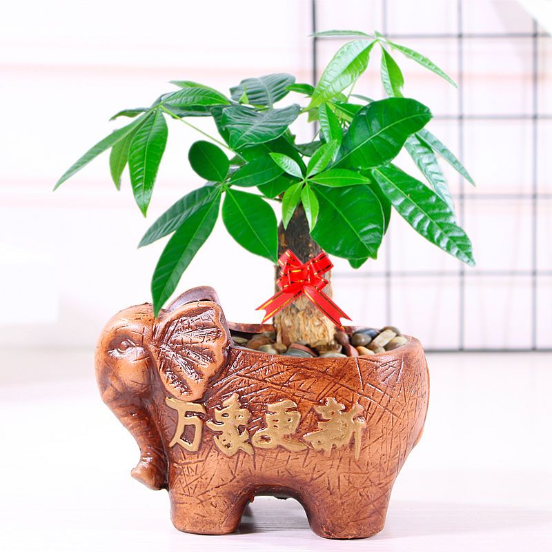 家里养什么花风水好：八种植物招财又旺宅！