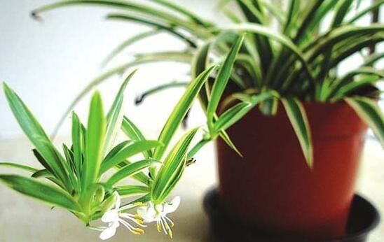 家里客厅养什么花最好的朋友可以试试吊兰白鹤芋