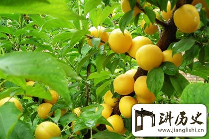 仙气缭绕下的仙山:武当山特产有哪些