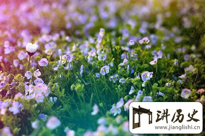 一花一世界,禅语感悟人生的句子赏析