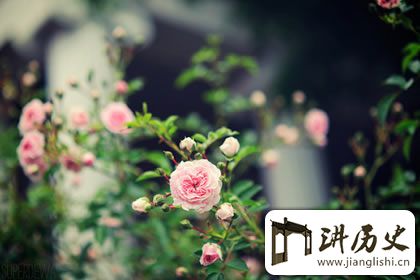 一花一世界,禅语感悟人生的句子赏析